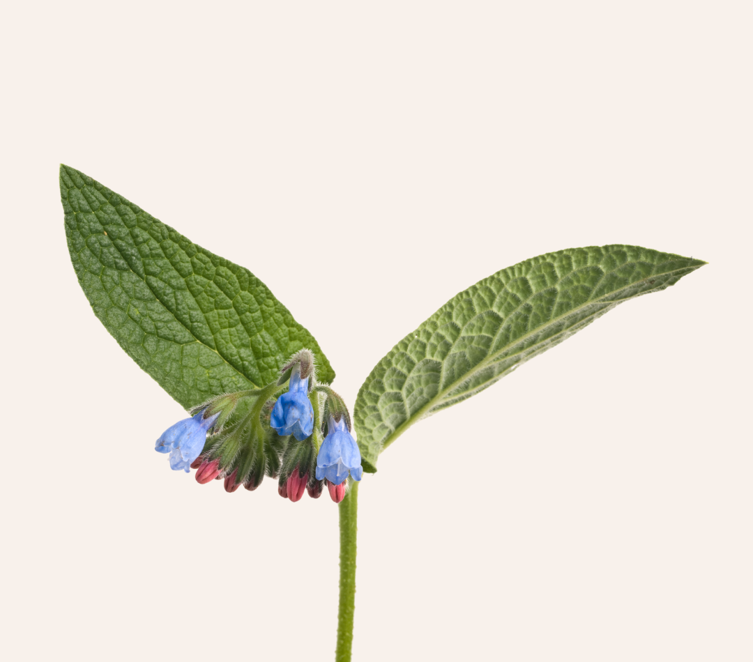 Comfrey Herbal Soap Bar